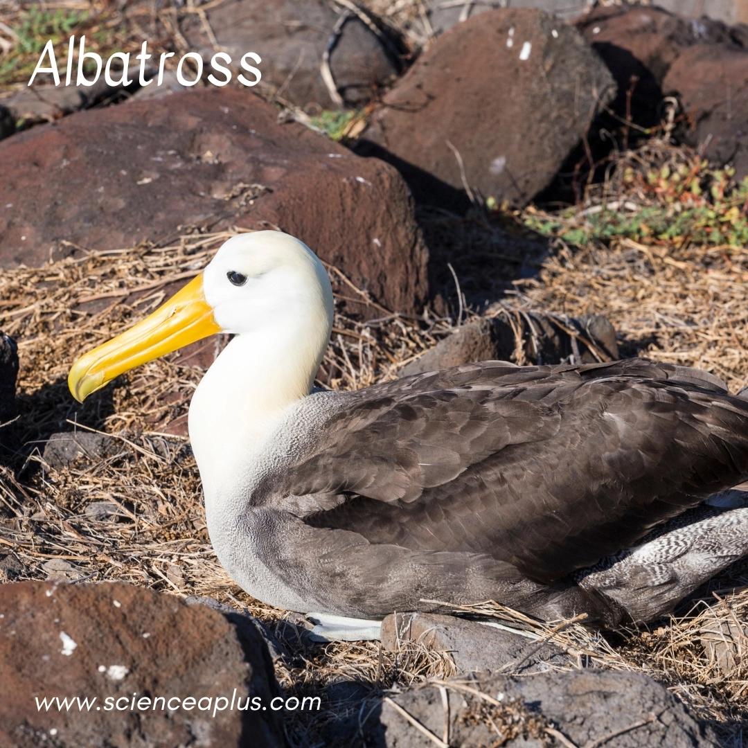 2. Albatross: – 26 animals that start with the letter "A"