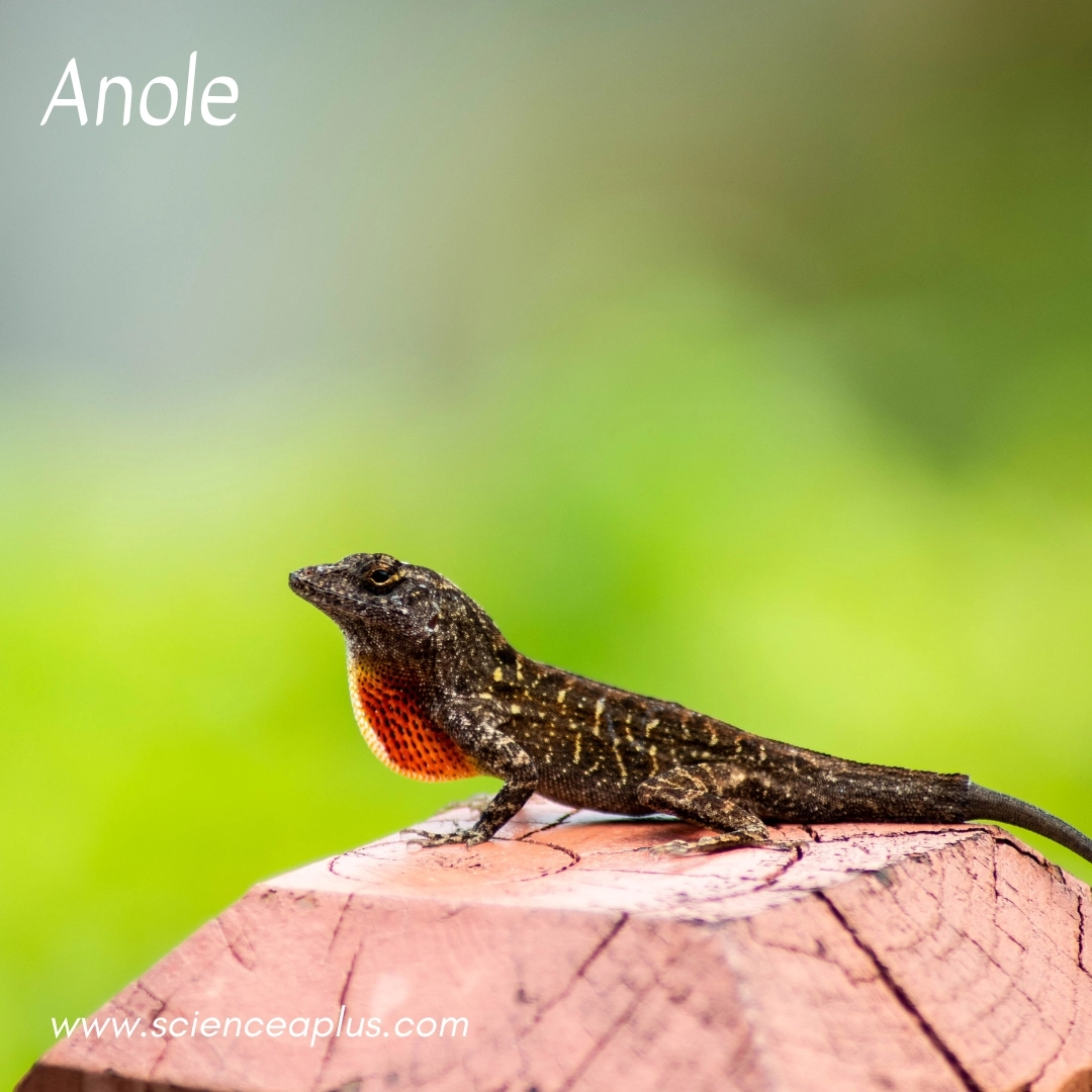 20. Anole: – 26 animals that start with the letter "A"
