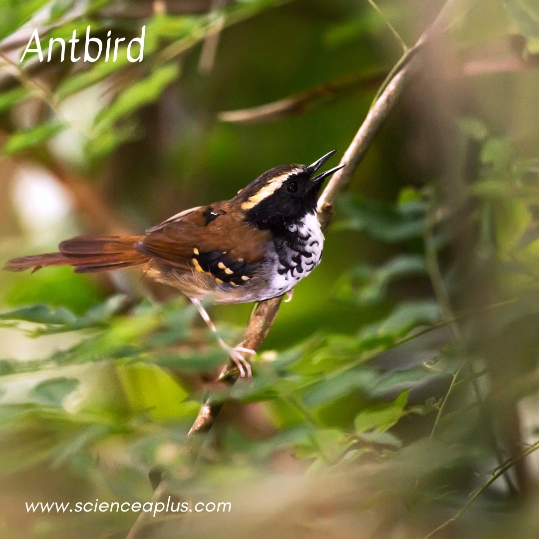 21. Antbird: – 26 animals that start with the letter "A"