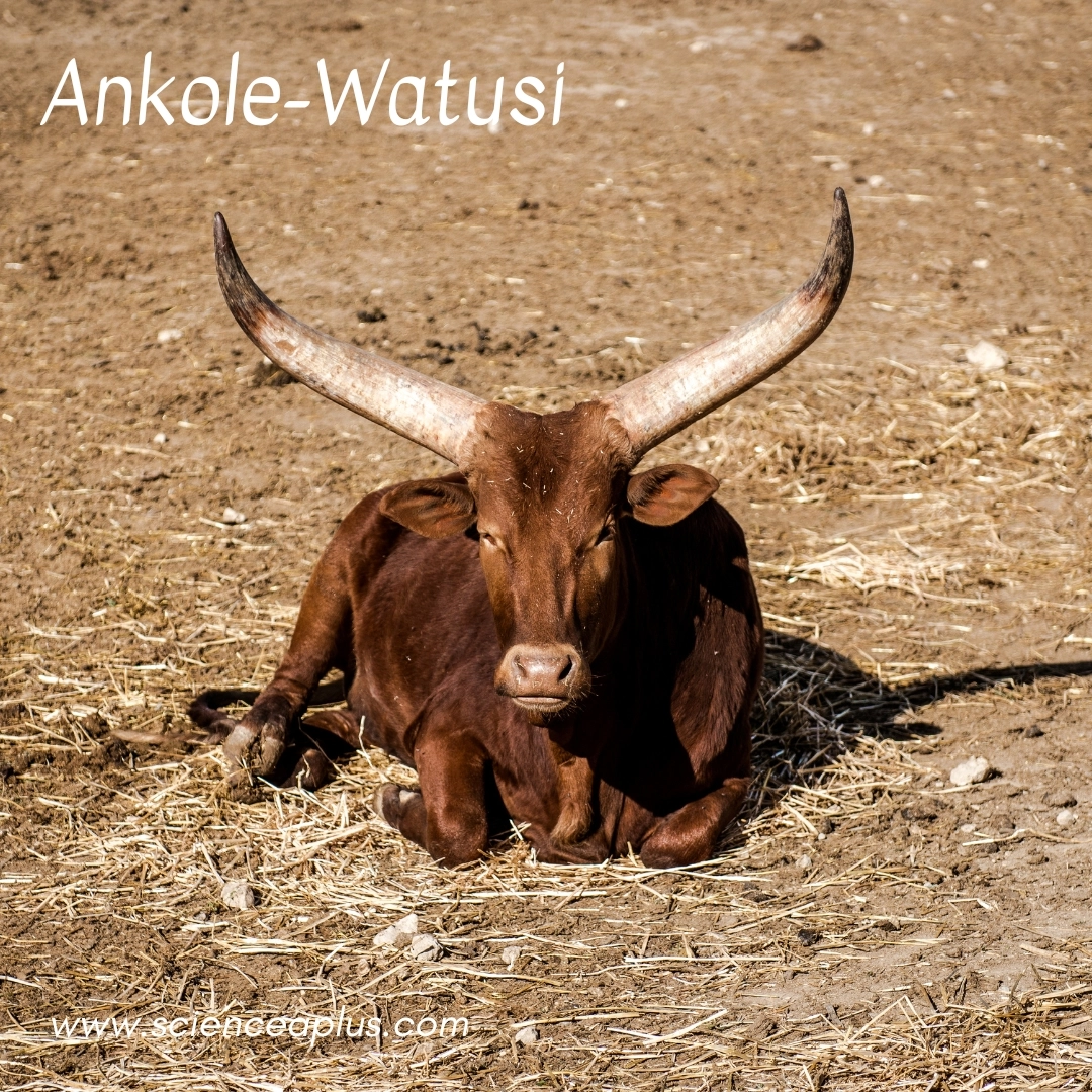 22. Ankole-Watusi: – 26 animals that start with the letter "A"
