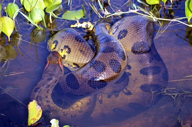 24. Anaconda: – 26 animals that start with the letter "A"