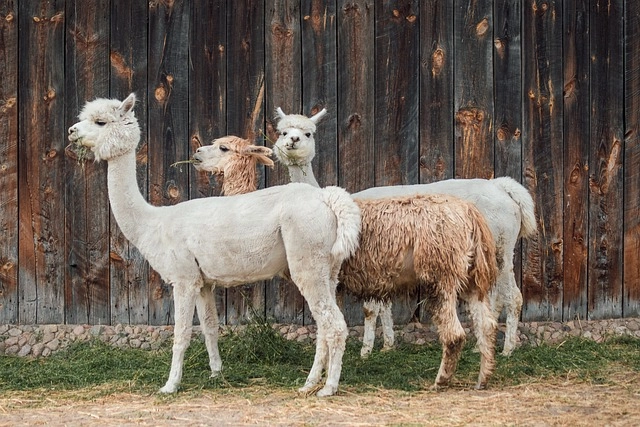 25. Alpaca: – 26 animals that start with the letter "A"