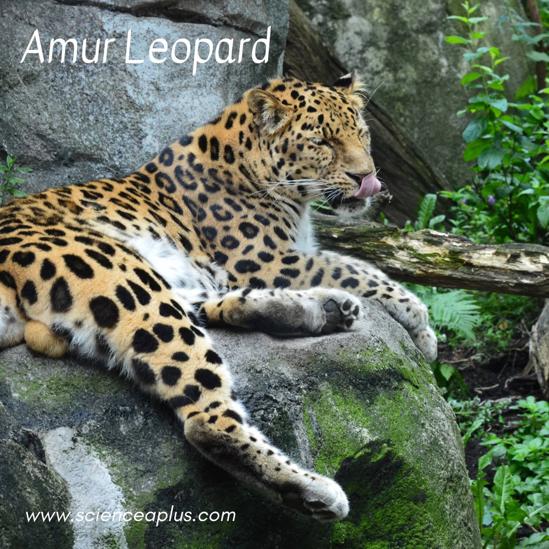 26. Amur Leopard: – 26 animals that start with the letter "A"