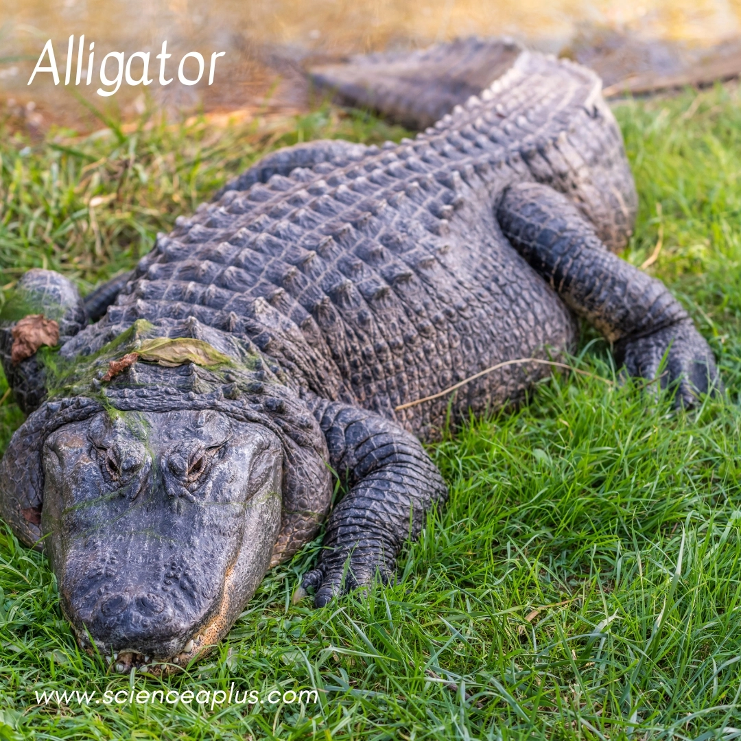 3. Alligator: – 26 animals that start with the letter "A"