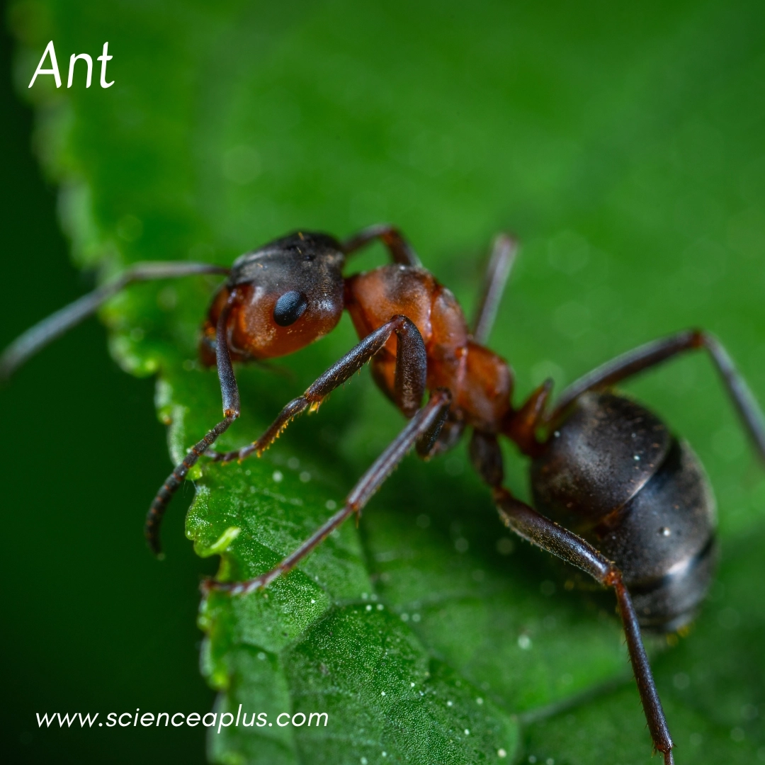 4. Ant: – 26 animals that start with the letter "A"