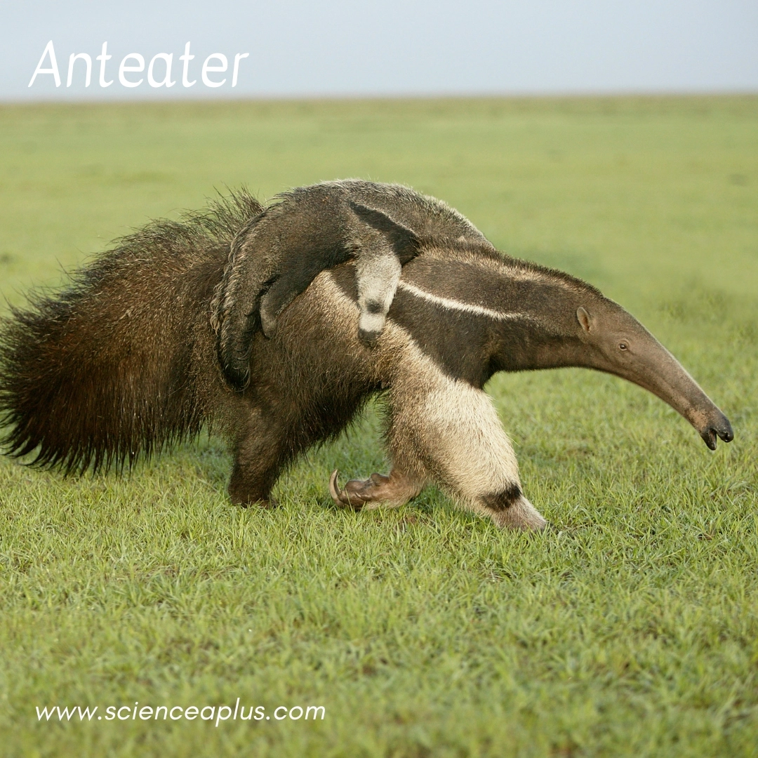 5. Anteater: – 26 animals that start with the letter "A"