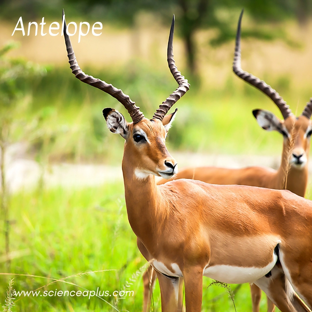 6. Antelope: – 26 animals that start with the letter "A"
