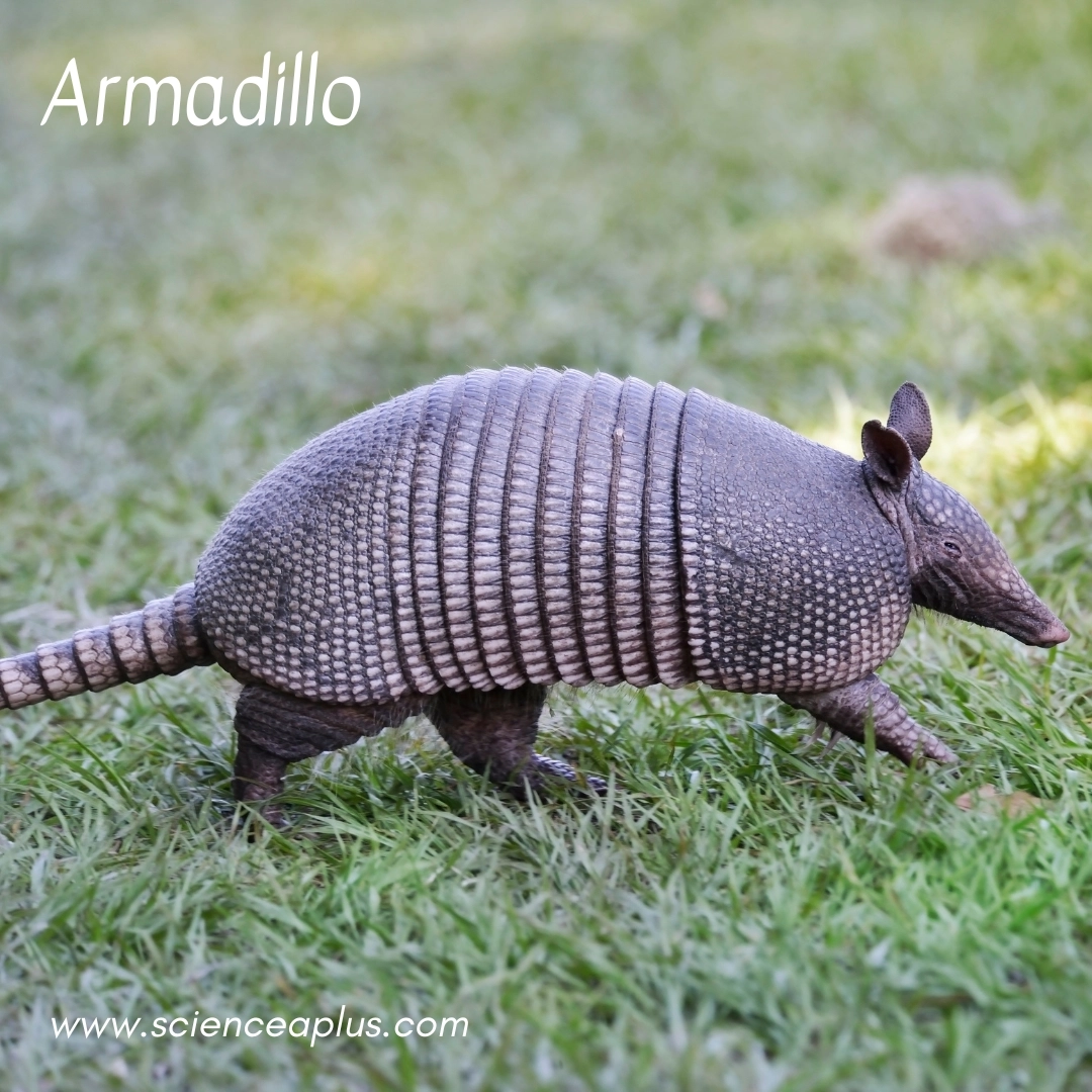 7. Armadillo: – 26 animals that start with the letter "A"