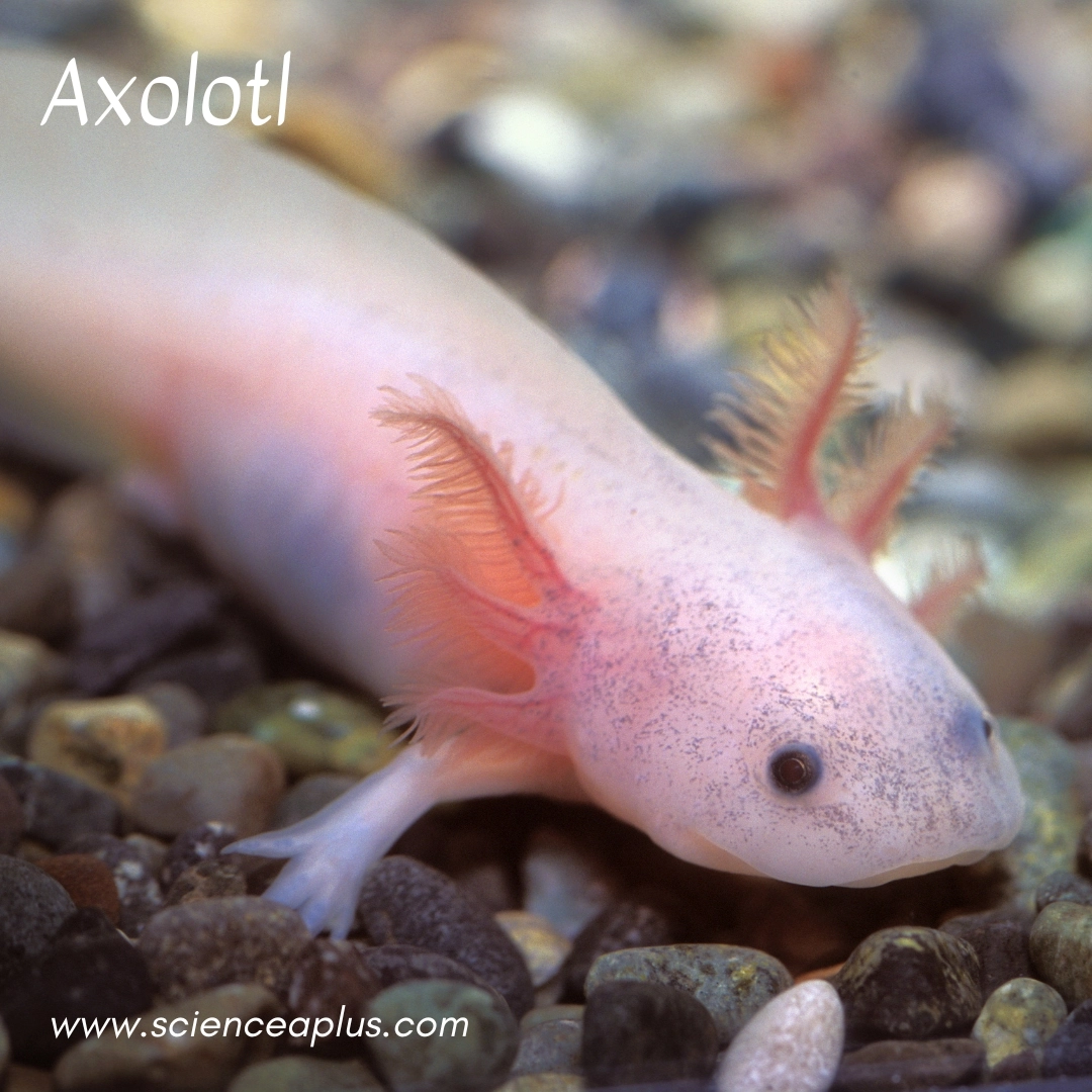 8. Axolotl: – 26 animals that start with the letter "A"