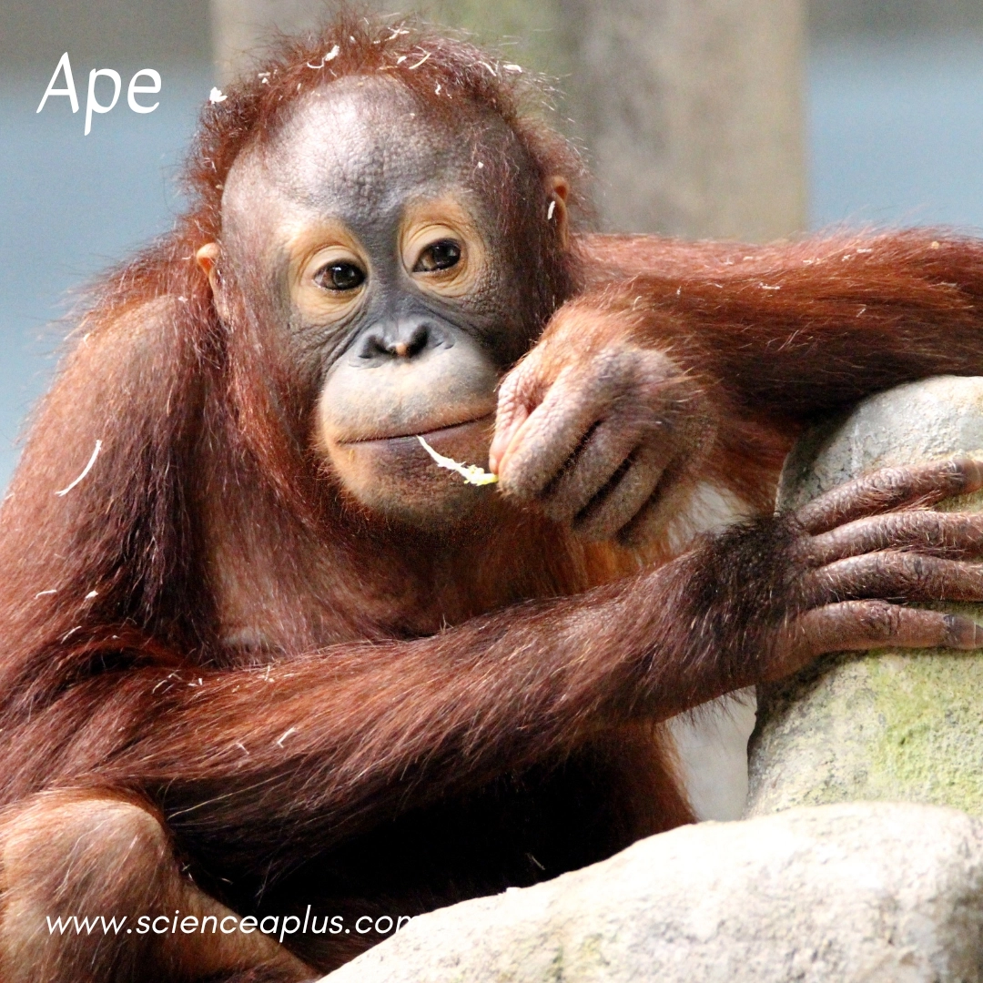 9. Ape: – 26 animals that start with the letter "A"