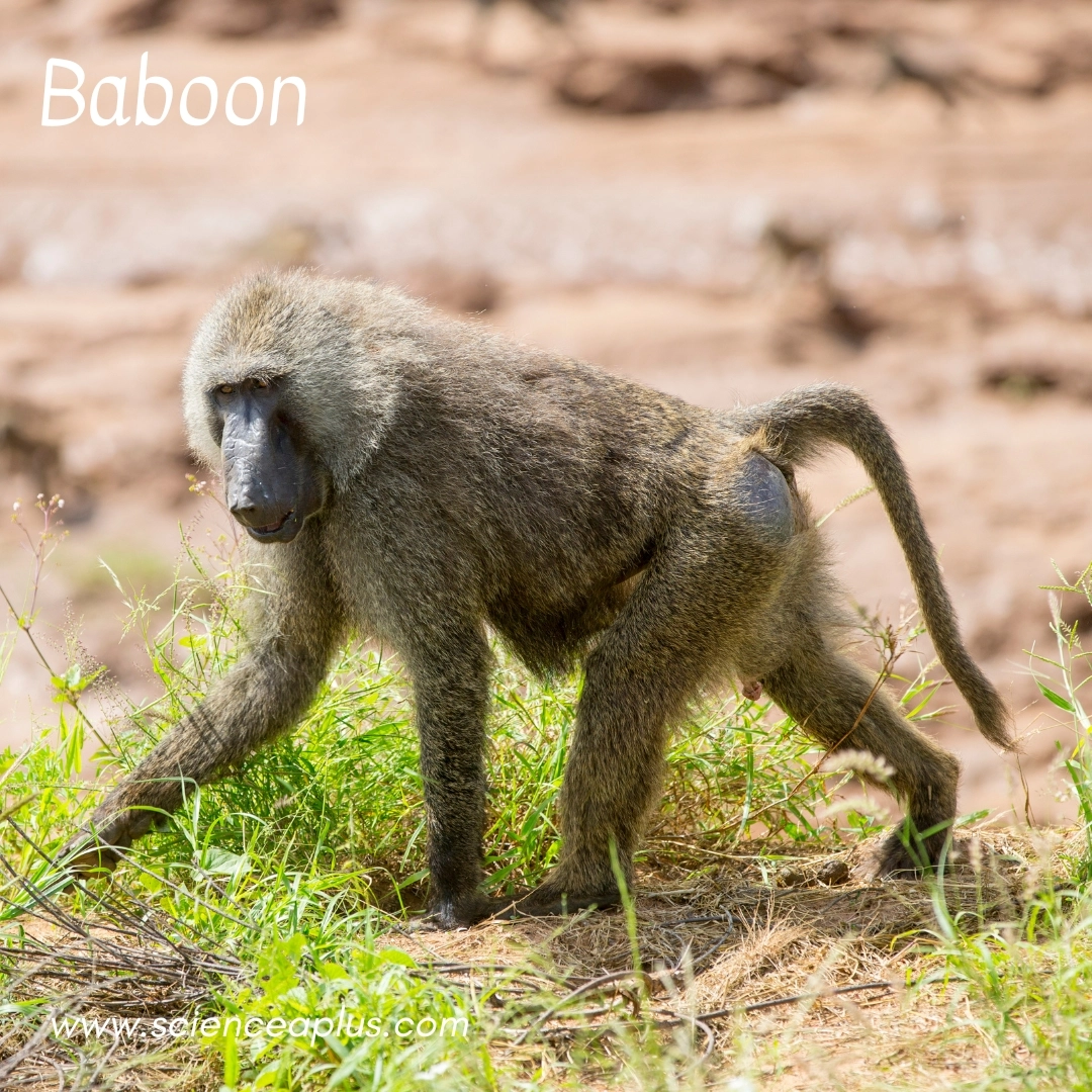1.Baboon: – 38 animals that start with the letter "B"