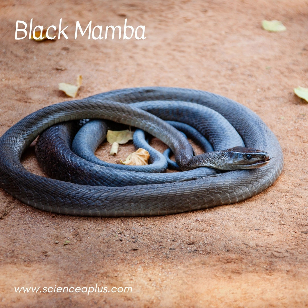 10. Black Mamba: – 38 animals that start with the letter "B"