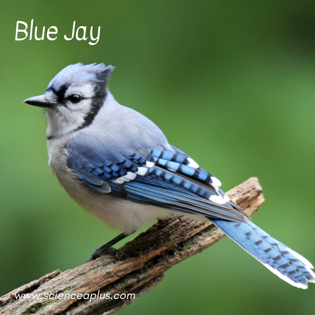 11. Blue Jay: – 38 animals that start with the letter "B"