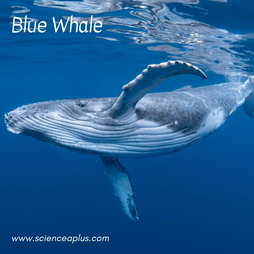 12. Blue Whale: – 38 animals that start with the letter "B"