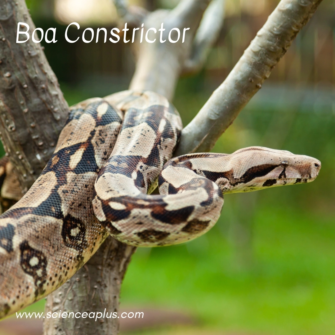 13. Boa Constrictor: – 38 animals that start with the letter "B"