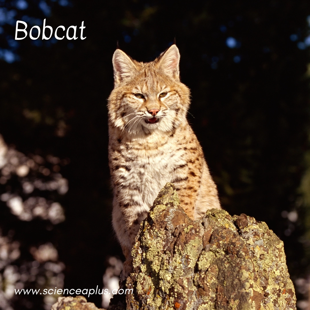 14. Bobcat: – 38 animals that start with the letter "B"