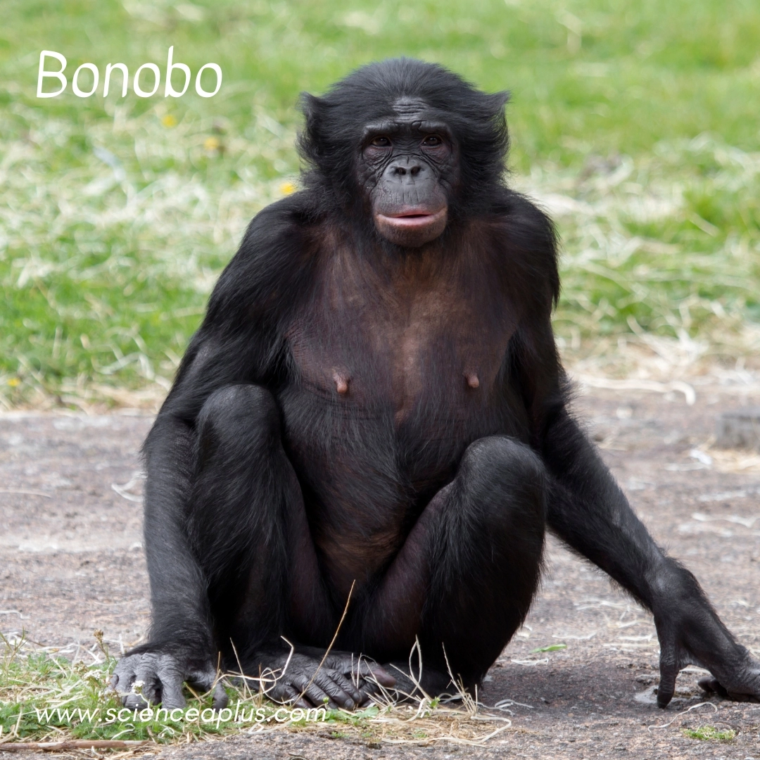 15. Bonobo: – 38 animals that start with the letter "B"