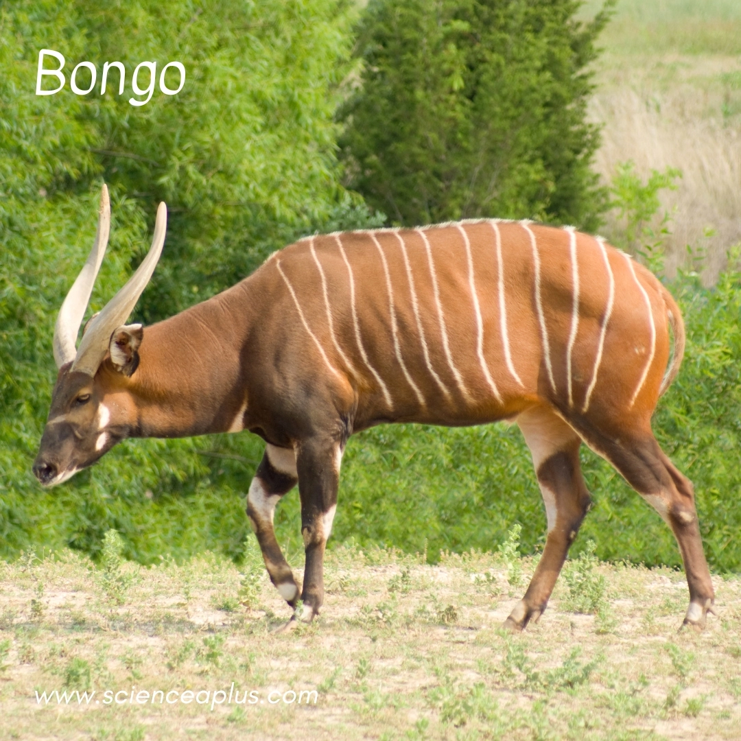 16. Bongo: – 38 animals that start with the letter "B"