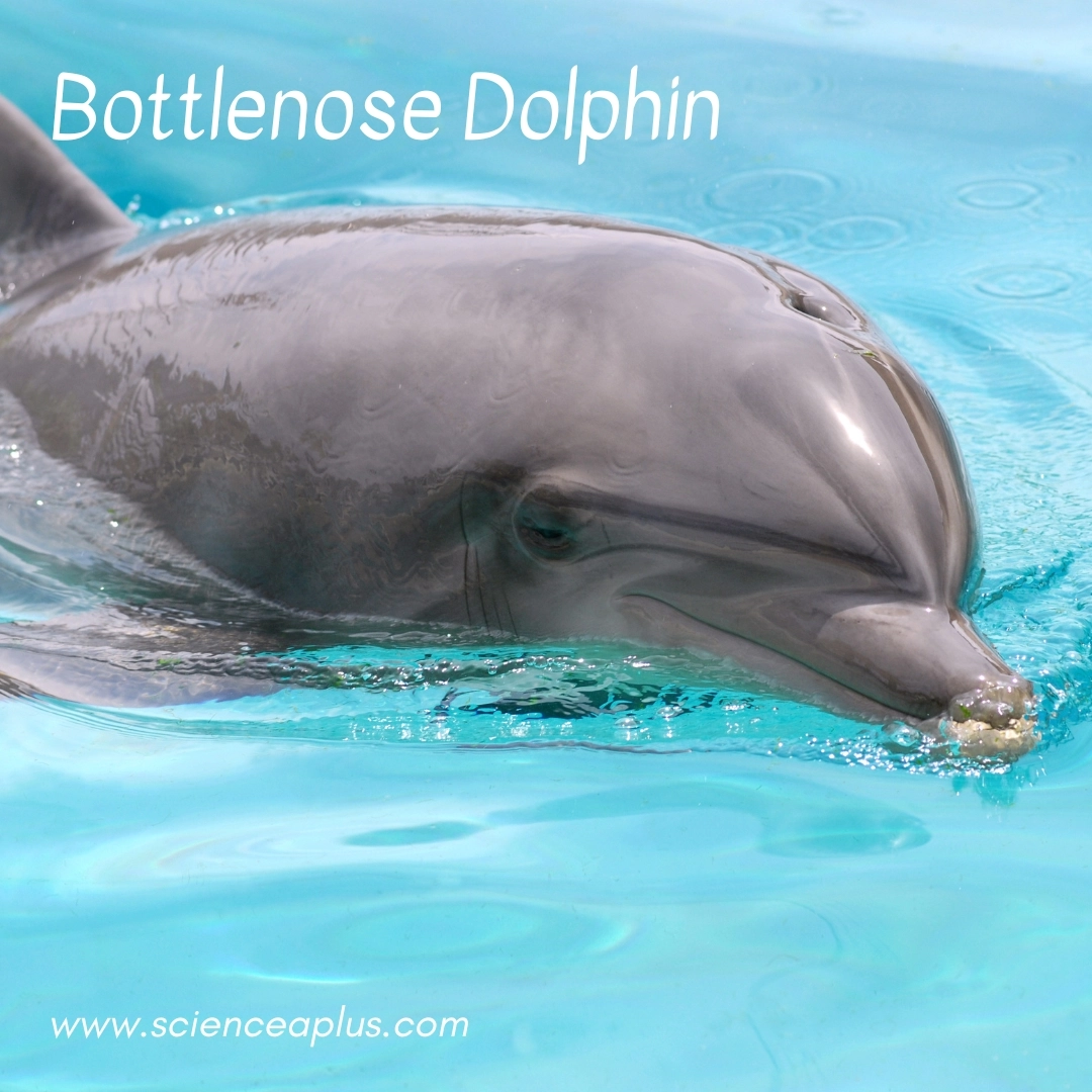 17. Bottlenose Dolphin: – 38 animals that start with the letter "B"