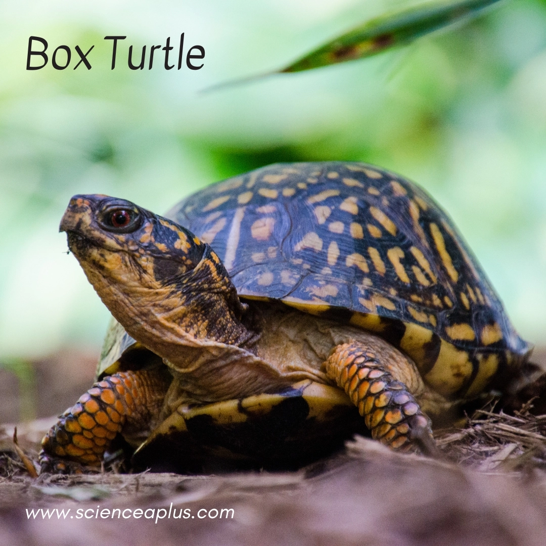18. Box Turtle: – 38 animals that start with the letter "B"
