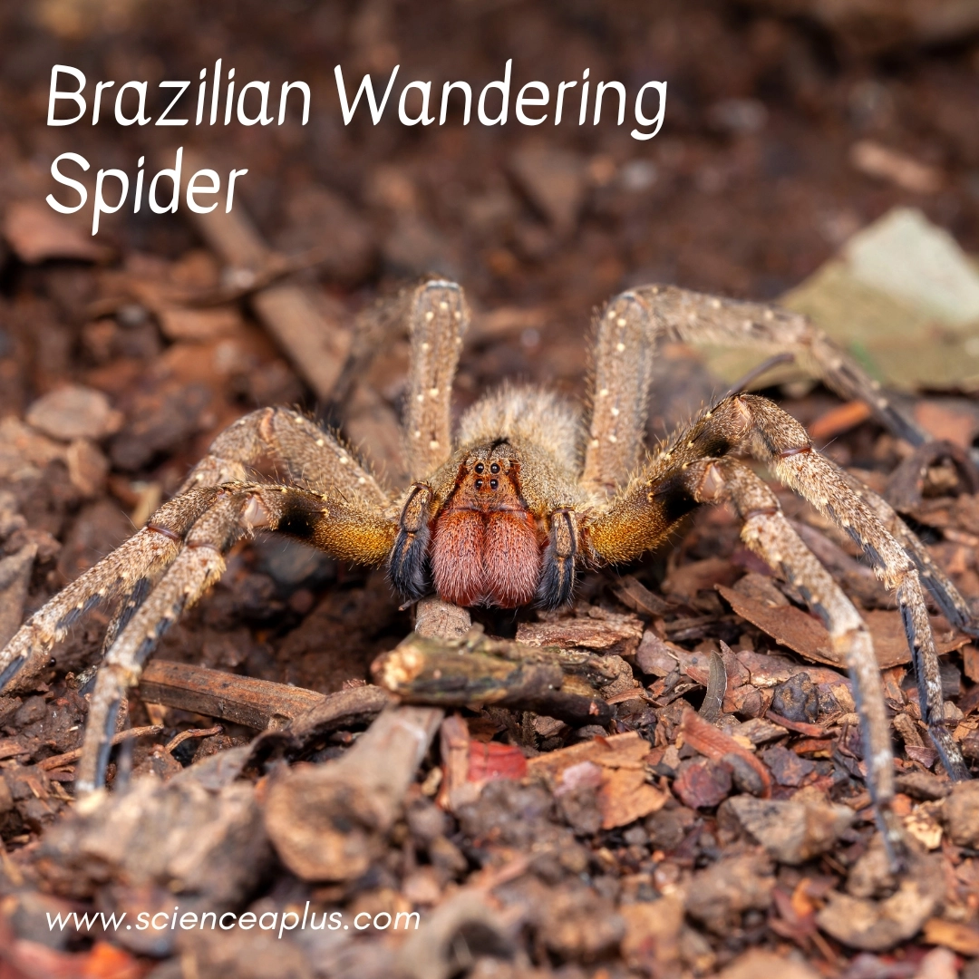 19. Brazilian Wandering Spider: – 38 animals that start with the letter "B"