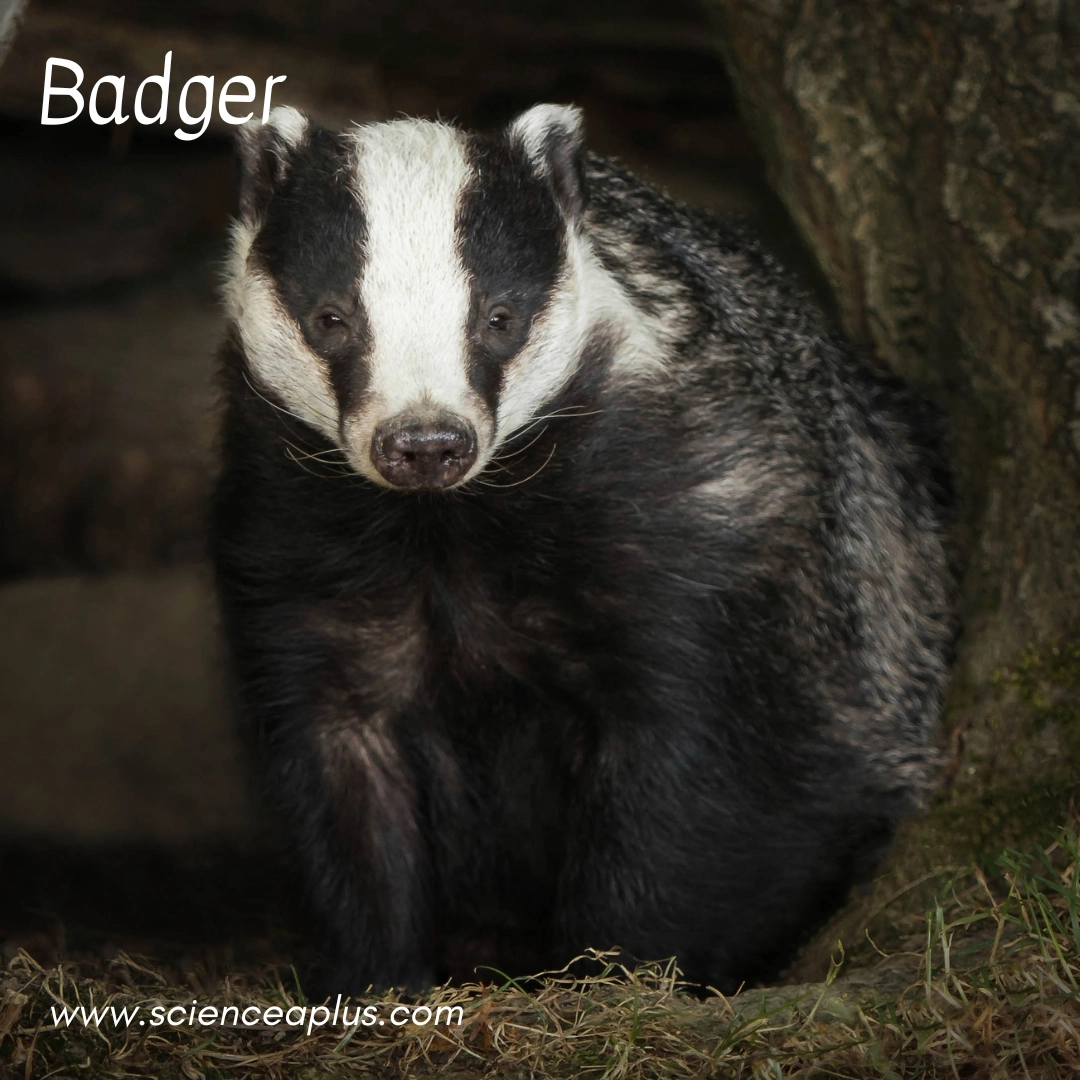2. Badger: – 38 animals that start with the letter "B"