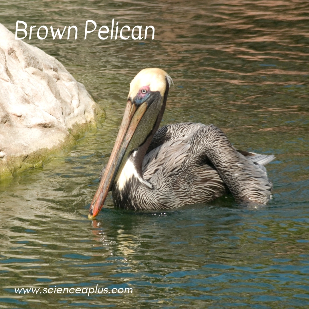 20. Brown Pelican: – 38 animals that start with the letter "B"