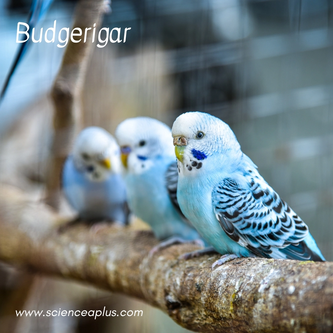 21. Budgerigar: – 38 animals that start with the letter "B"