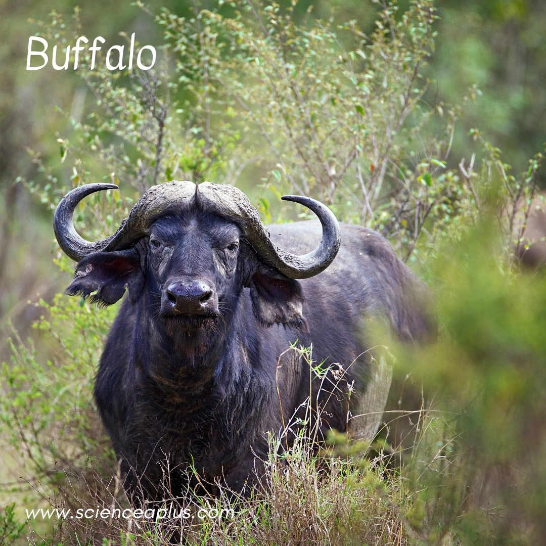 22. Buffalo: – 38 animals that start with the letter "B"