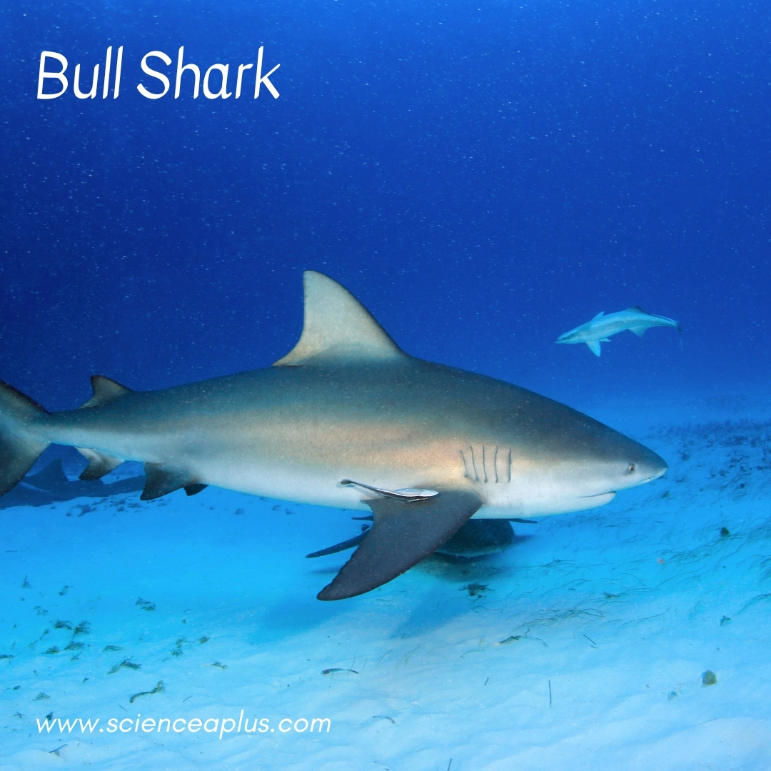 23. Bull Shark: – 38 animals that start with the letter "B"