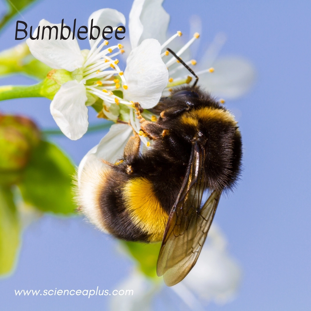 24. Bumblebee: – 38 animals that start with the letter "B"