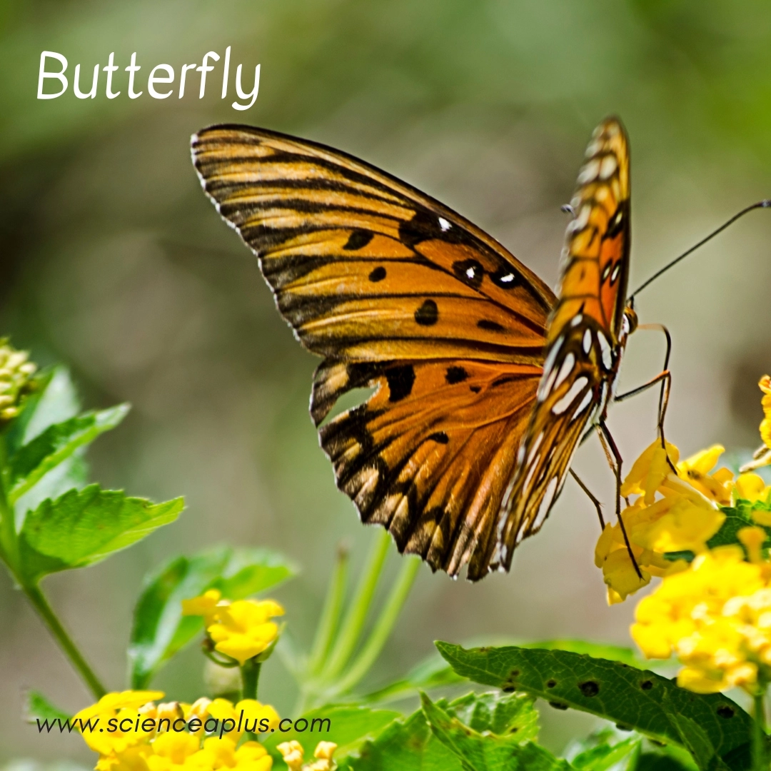 25. Butterfly: – 38 animals that start with the letter "B"