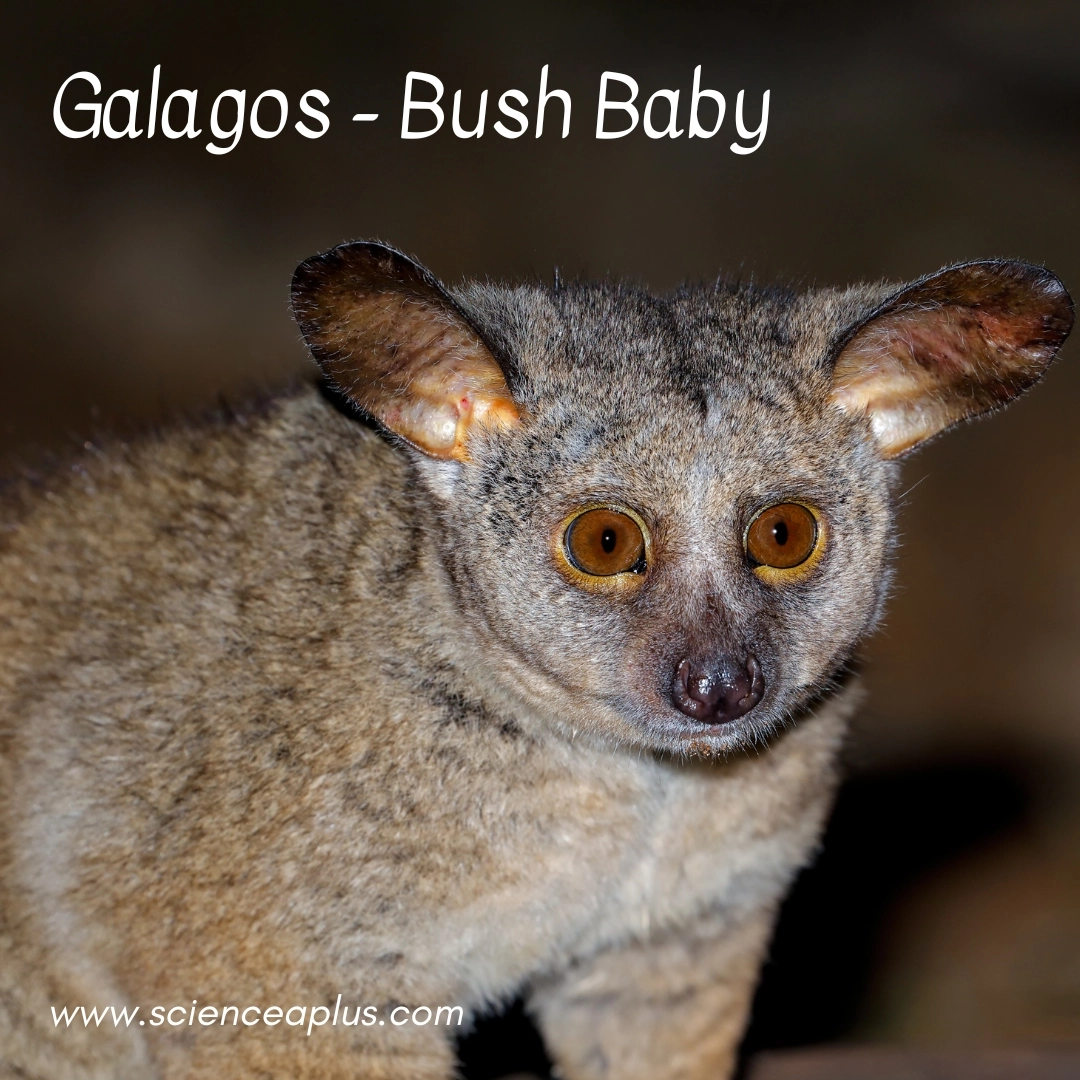 26. Bush Baby: – 38 animals that start with the letter "B"