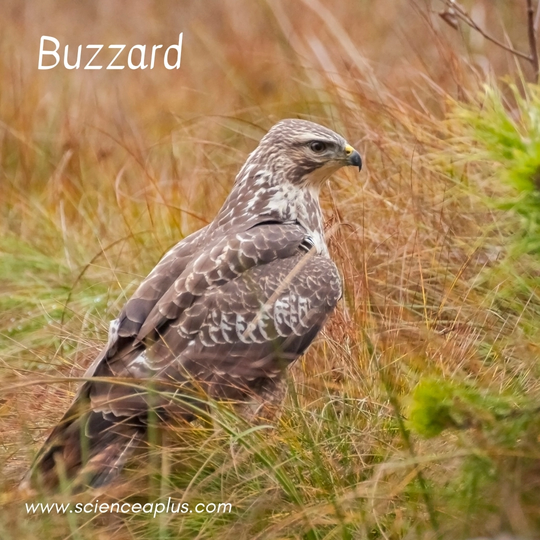 27. Buzzard: – 38 animals that start with the letter "B"