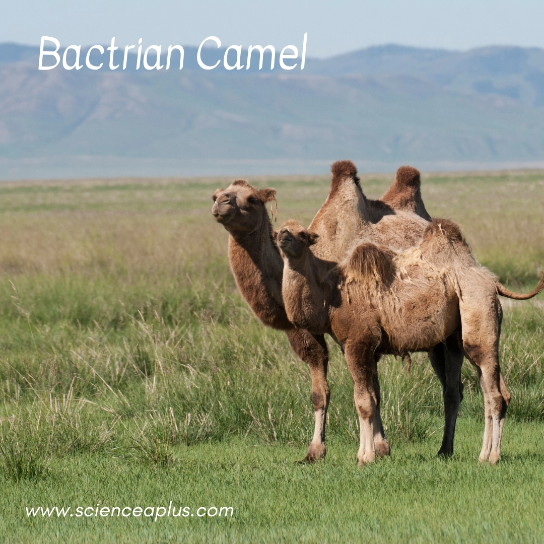 28. Bactrian Camel: – 38 animals that start with the letter "B"