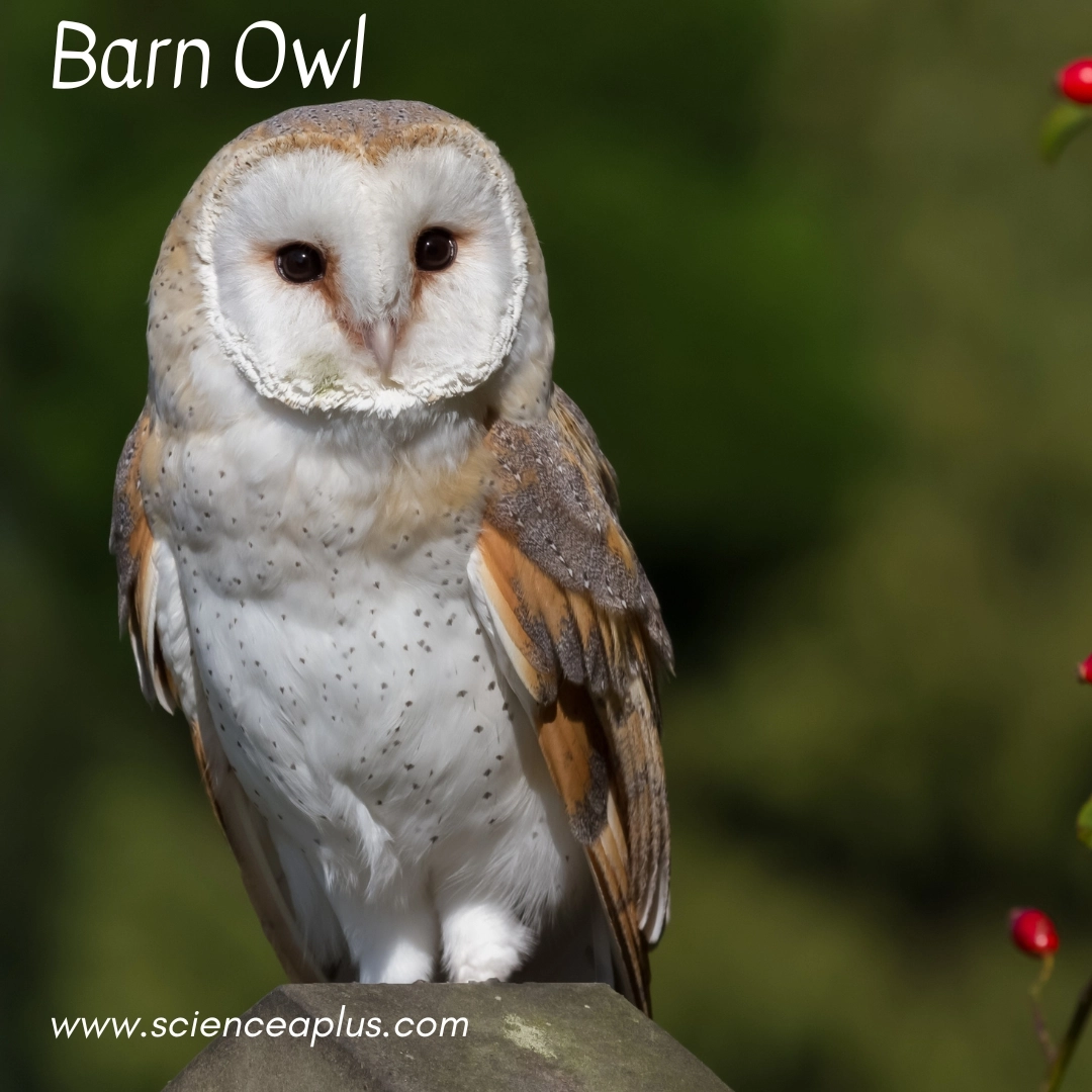 29. Barn Owl: – 38 animals that start with the letter "B"
