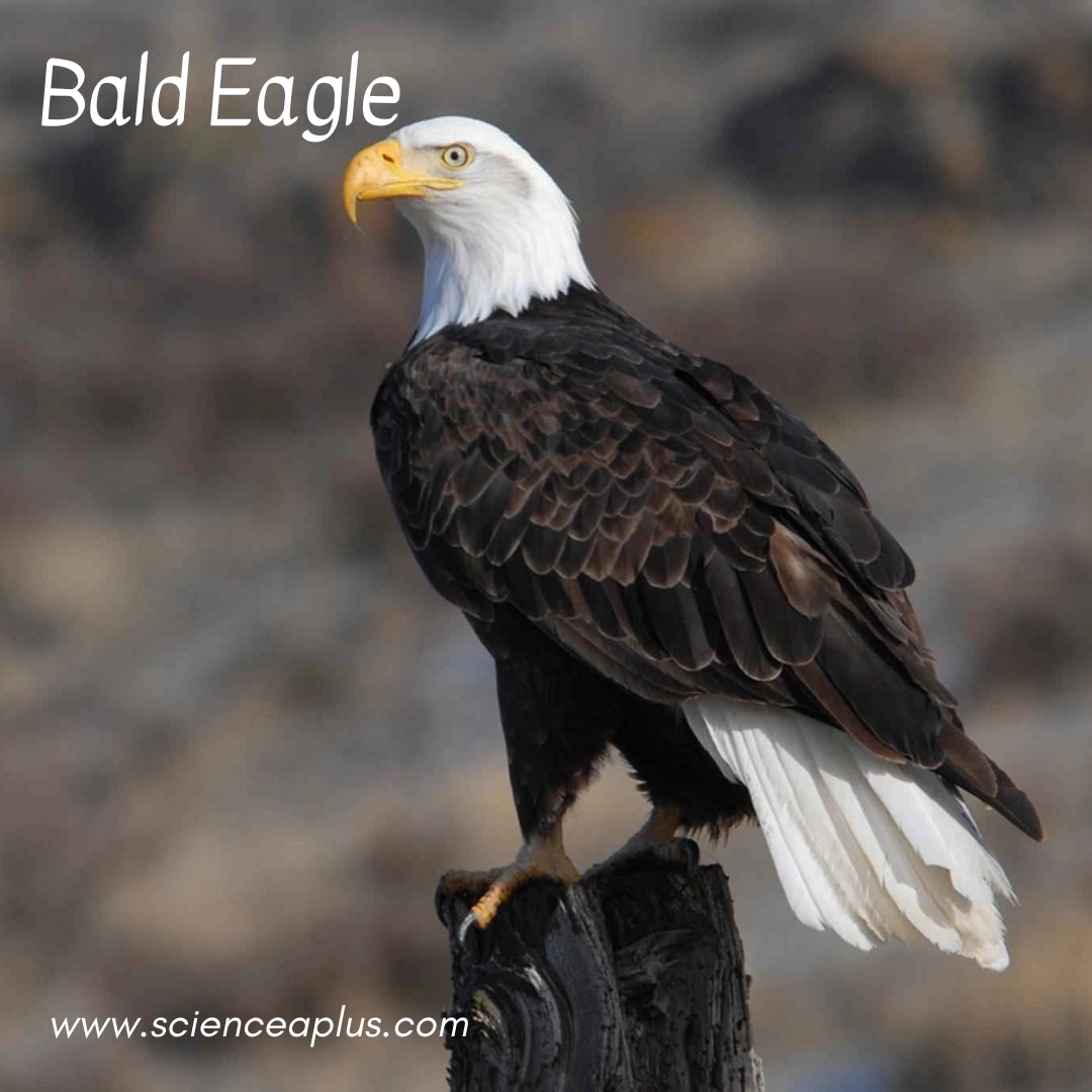 3. Bald Eagle: – 38 animals that start with the letter "B"