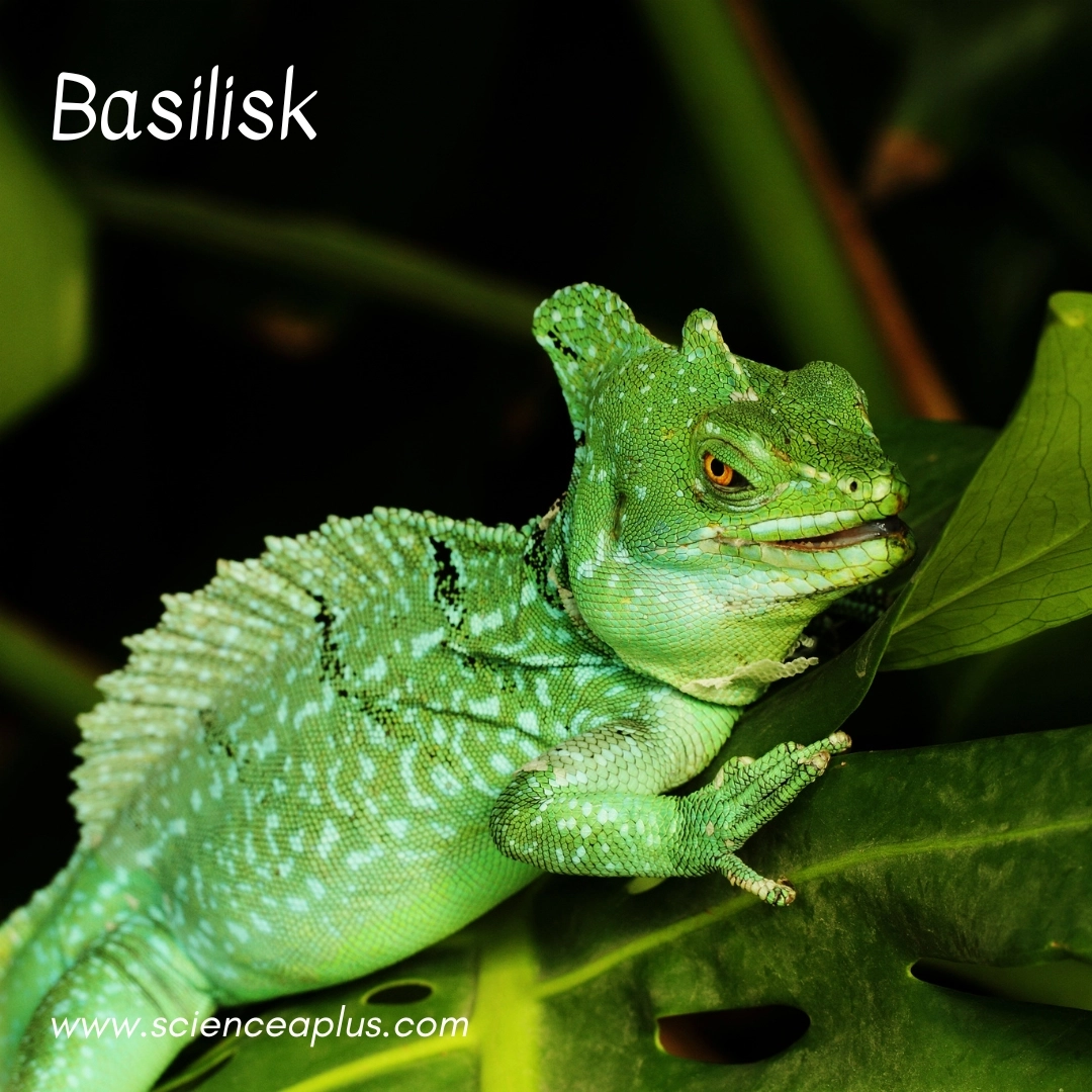 30. Basilisk: – 38 animals that start with the letter "B"