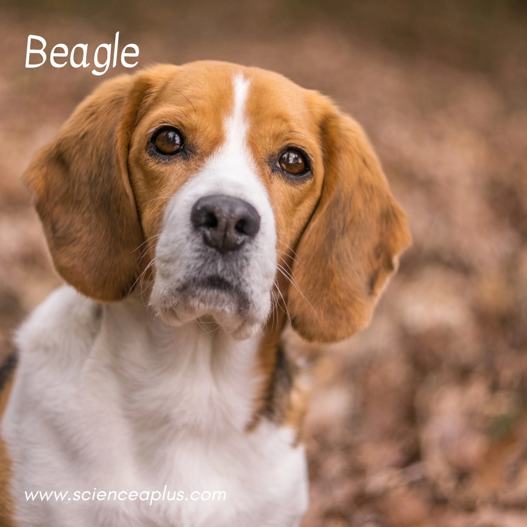 38 animals that start with the letter "B"