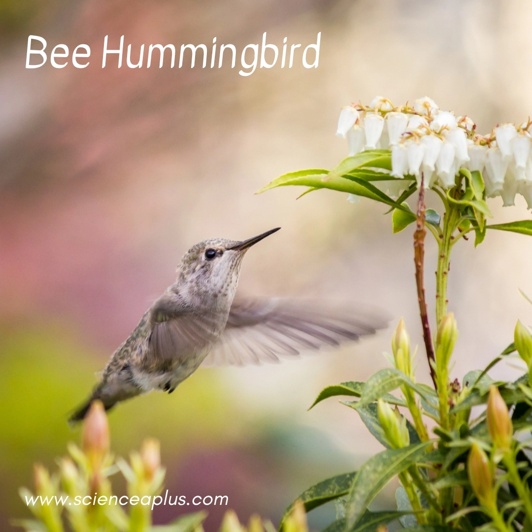 32. Bee Hummingbird: – 38 animals that start with the letter "B"