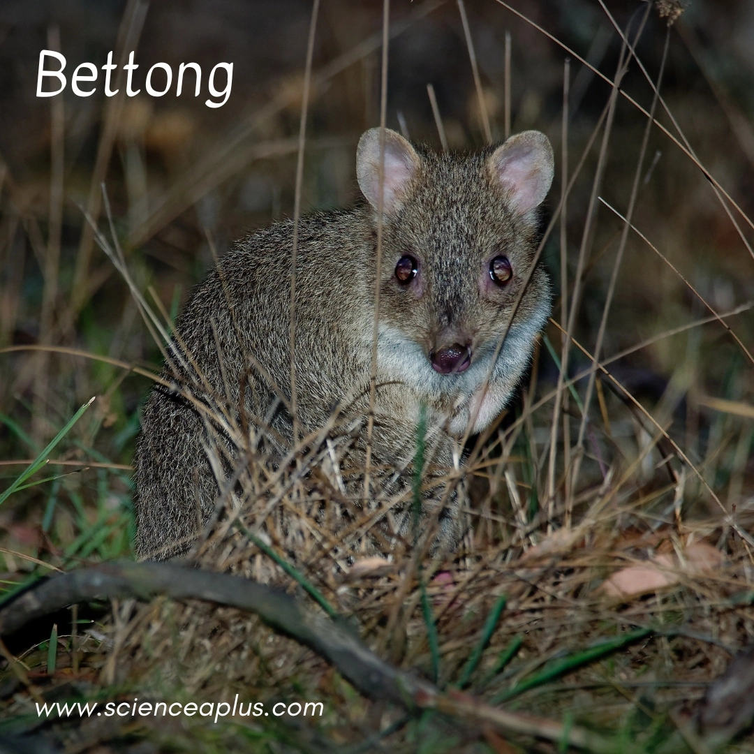 34. Bettong: – 38 animals that start with the letter "B"