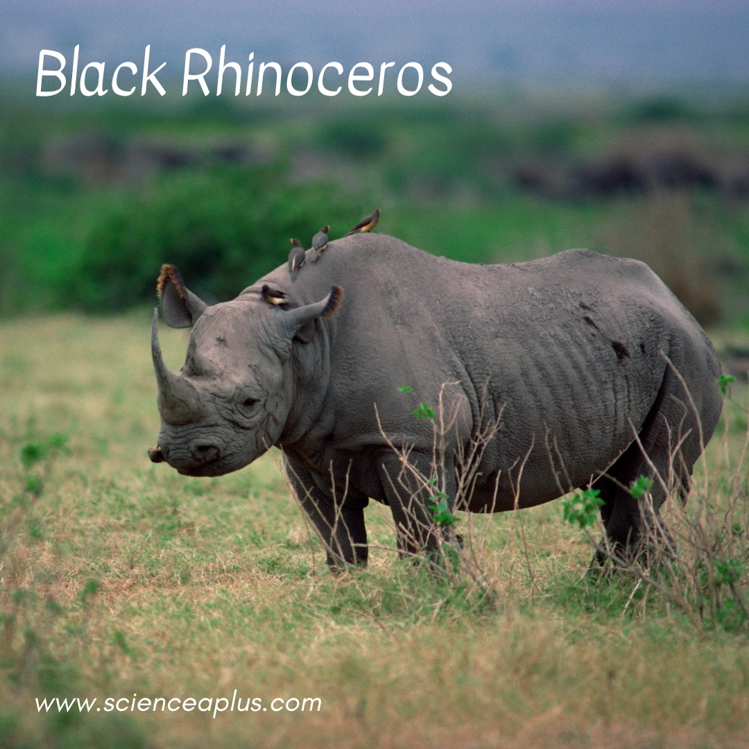 35. Black Rhinoceros: – 38 animals that start with the letter "B"