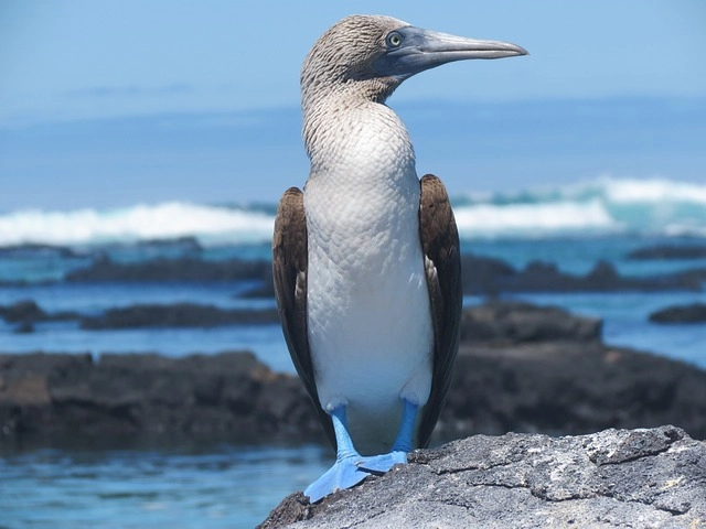36. Booby: – 38 animals that start with the letter "B"