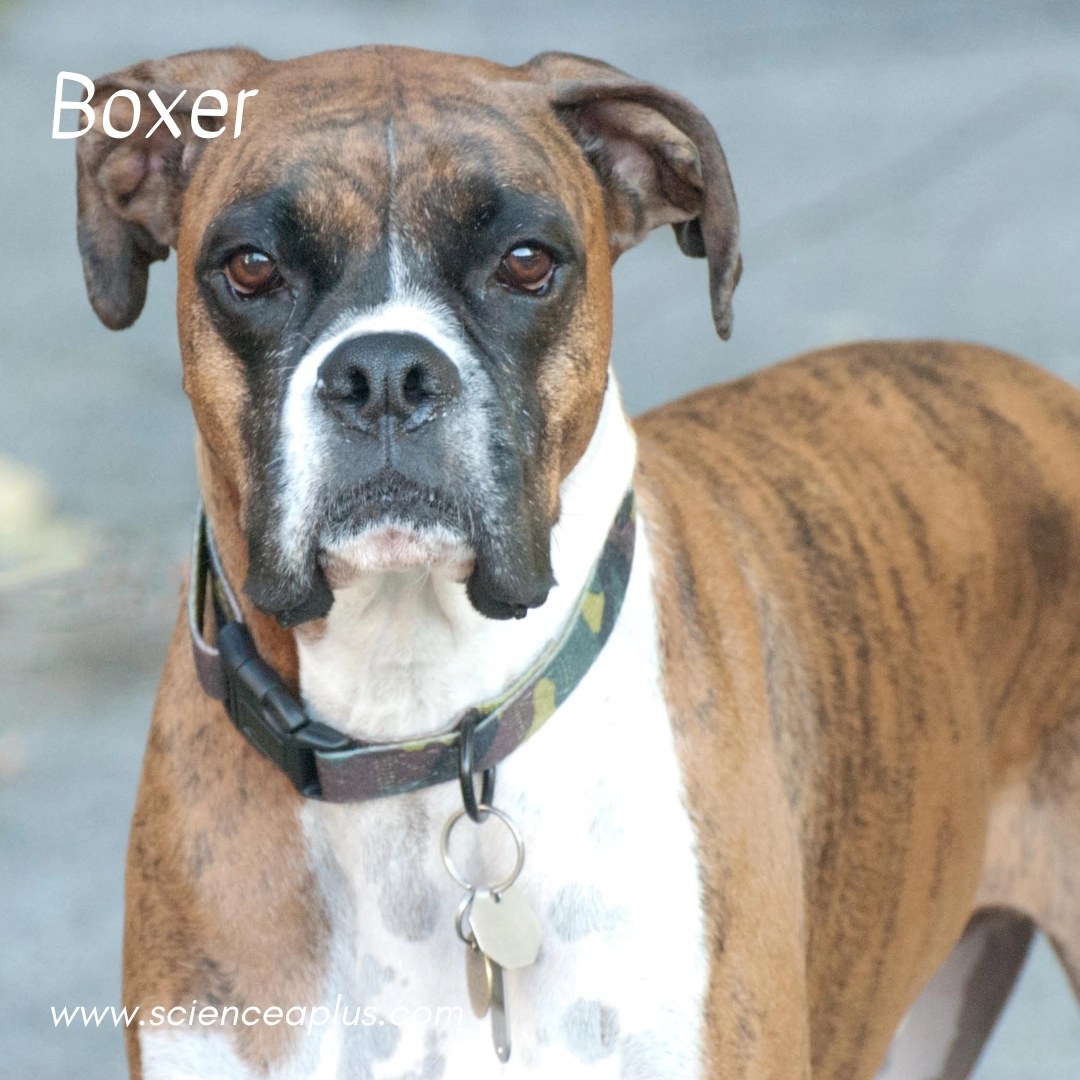 37. Boxer: – 38 animals that start with the letter "B"