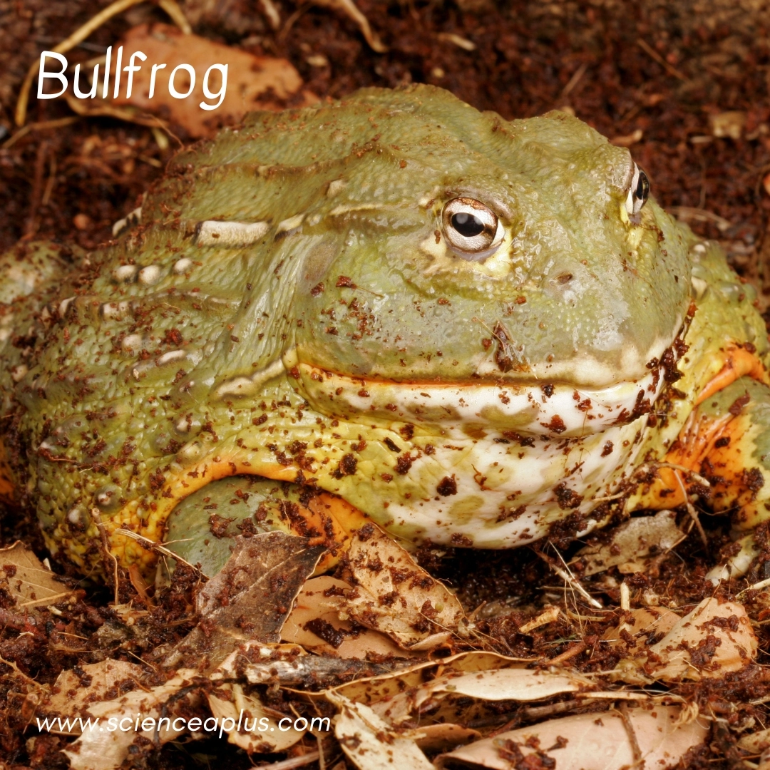 38. Bullfrog: – 38 animals that start with the letter "B"
