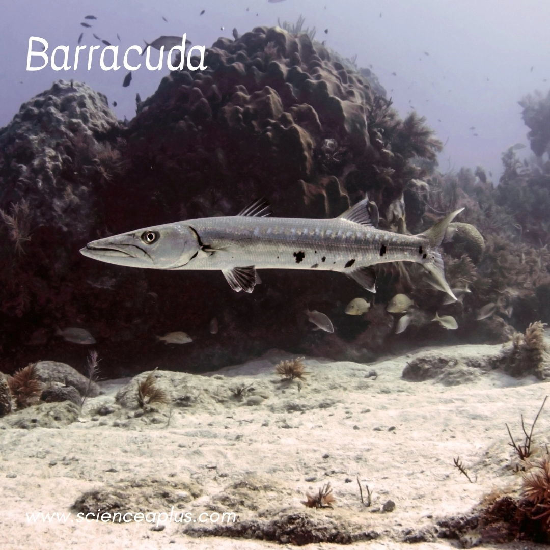 4. Barracuda: – 38 animals that start with the letter "B"