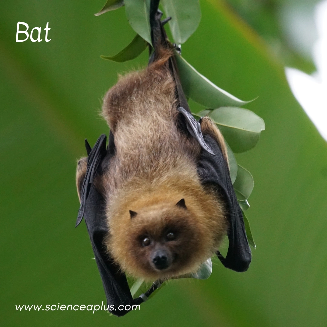 5. Bat: – 38 animals that start with the letter "B"