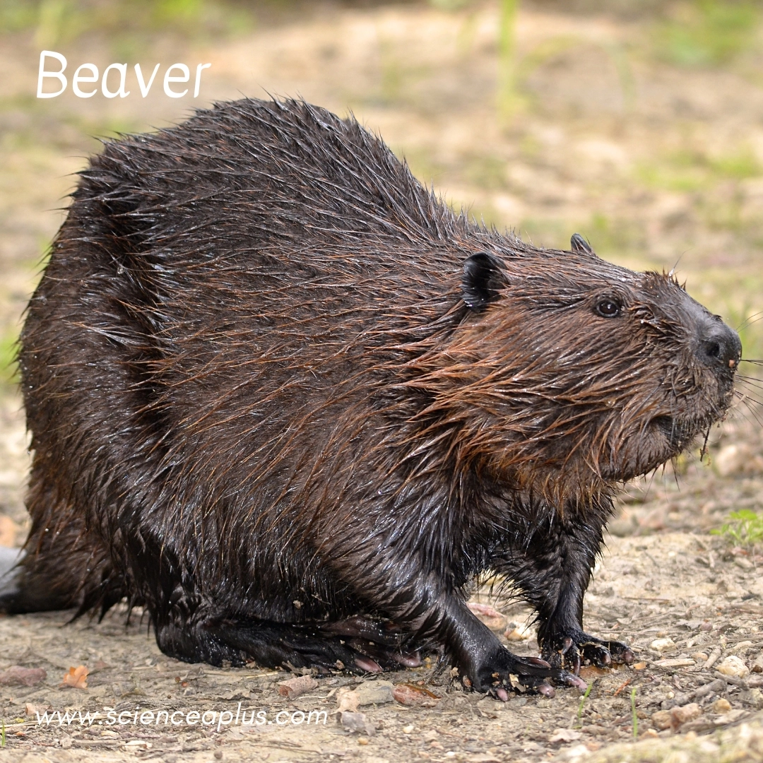 6. Beaver: – 38 animals that start with the letter "B"