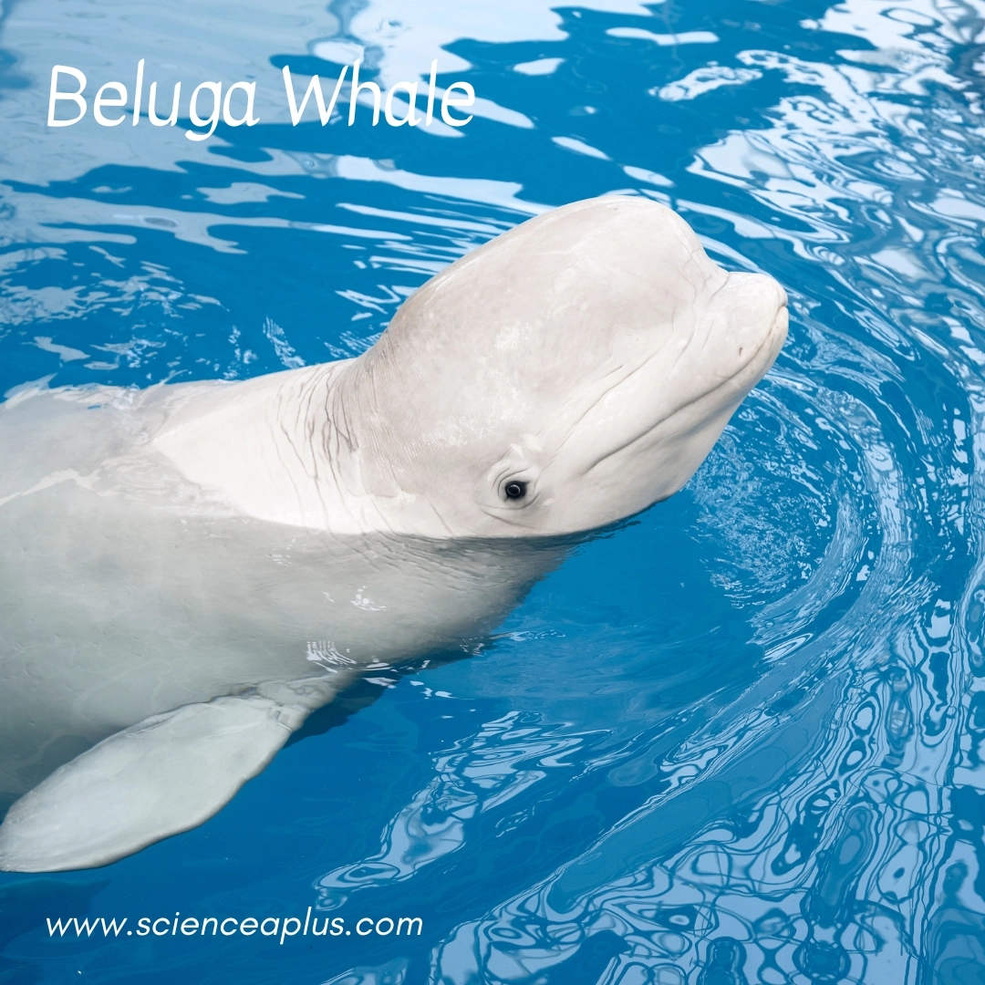 7. Beluga Whale: – 38 animals that start with the letter "B"