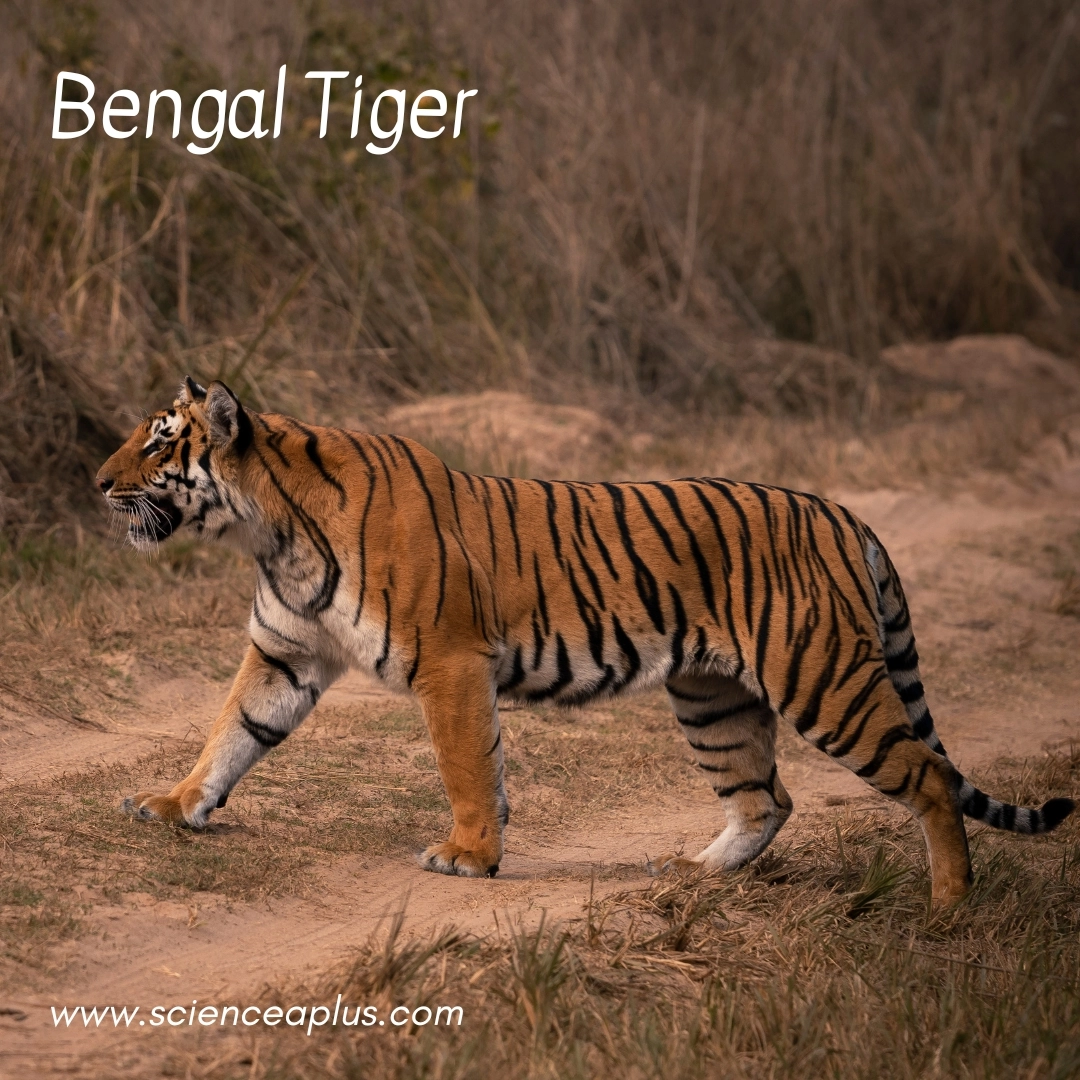 8. Bengal Tiger: – 38 animals that start with the letter "B"